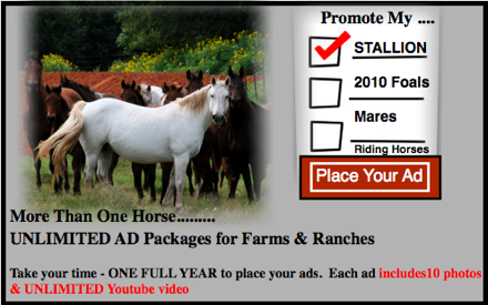 Horses For Sale In Maine. Horses for Sale | Horse